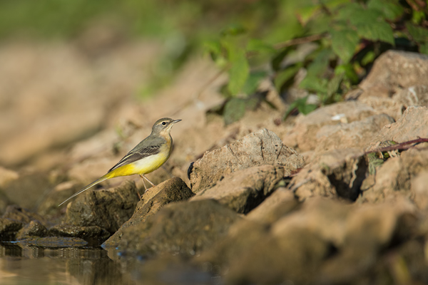 Gebirgsstelze, Motacilla cinerea