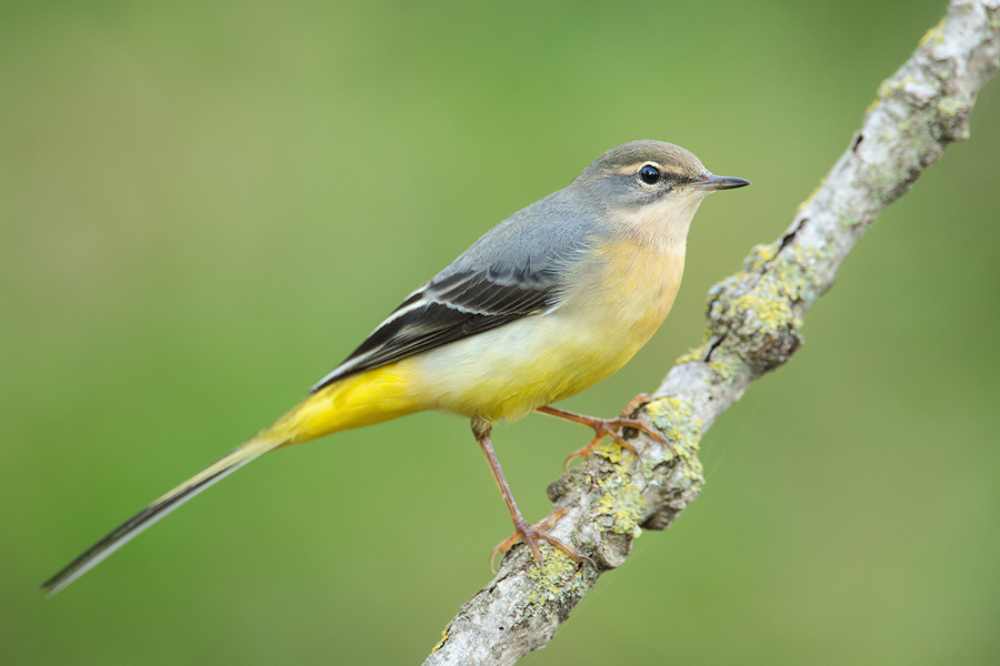 Gebirgsstelze, Motacilla cinerea