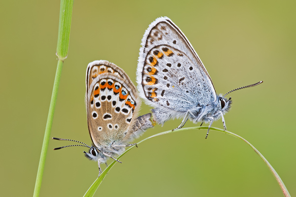 Geißklee-Bläuling, Plebejus argus