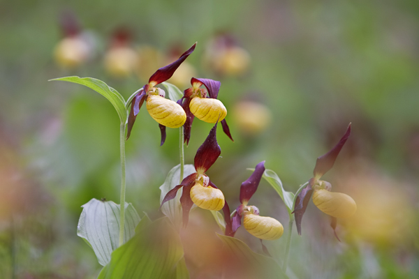 Gelber Frauenschuh, Cypripedium calceolus