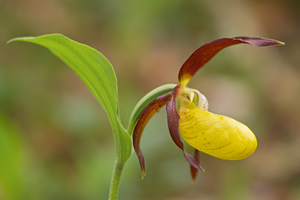 Gelber Frauenschuh, Cypripedium calceolus