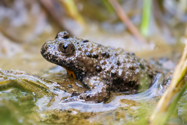 Gelbbauchunke , Bombina variegata