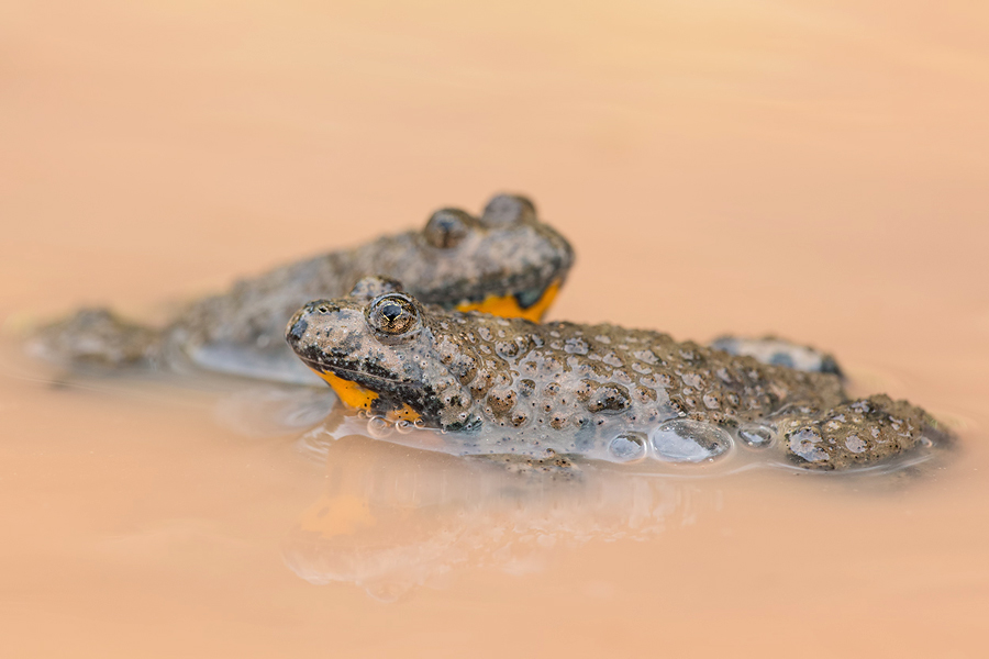 Gelbbauchunke, Bombina variegeta