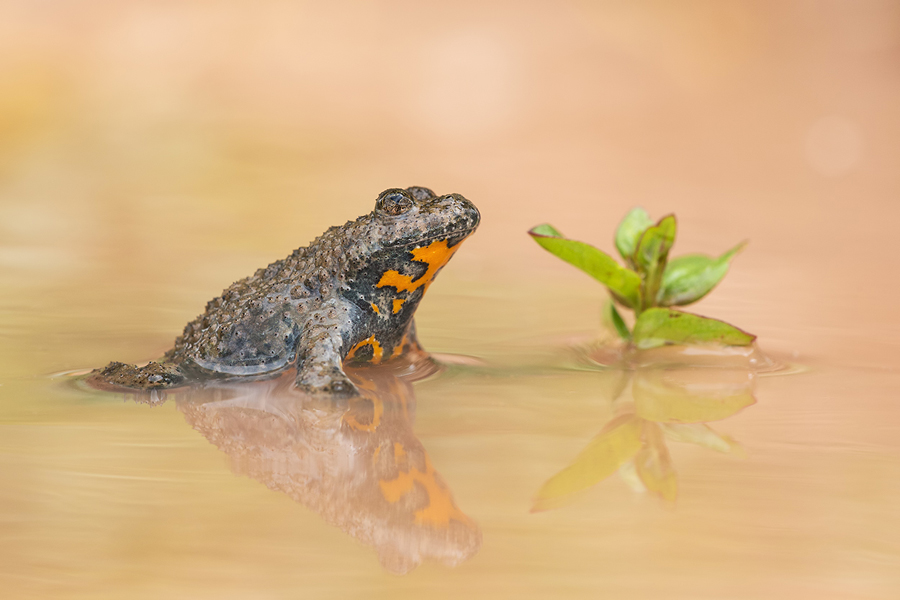 Gelbbauchunke, Bombina variegeta