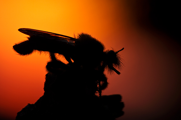 Gelbe Mordfliege, Laphria flava