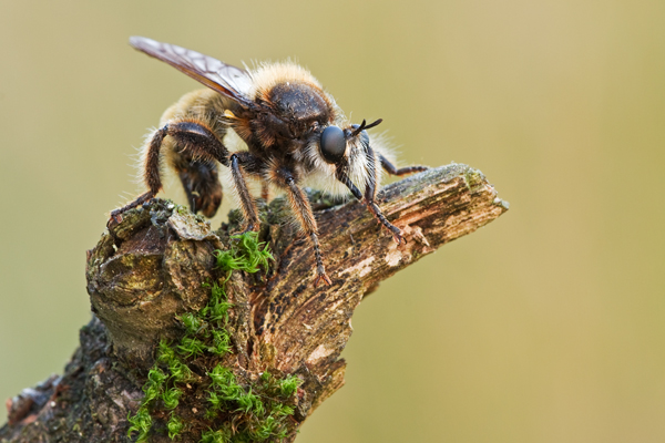 Gelbe Mordfliege, Laphria flava