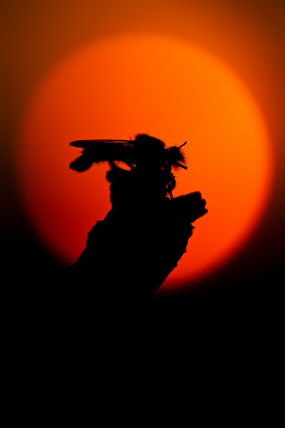 Gelbe Mordfliege, Laphria flava