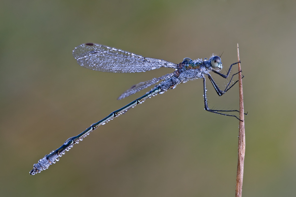Gemeine Binsenjungfer , Lestes sponsa