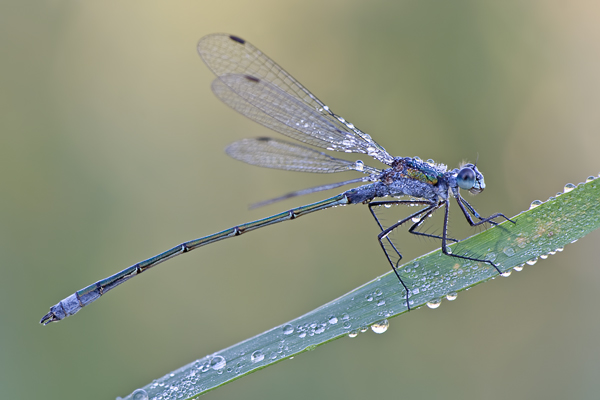 Gemeine Binsenjungfer , Lestes sponsa