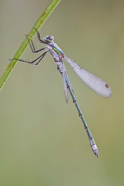 Gemeine Binsenjungfer , Lestes sponsa