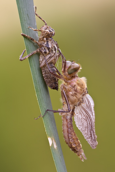 Gemeine Smaragdlibelle, Cordulia aenea