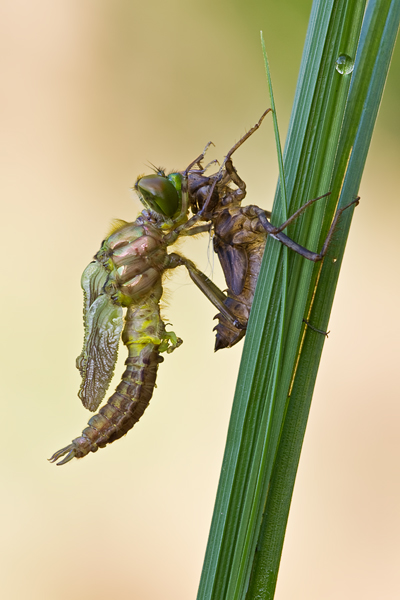Gemeine Smaragdlibelle, Cordulia aenea