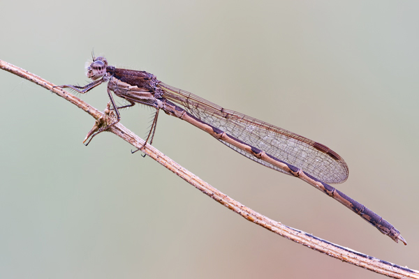 Gemeine Winterlibelle , Sympecma fusca