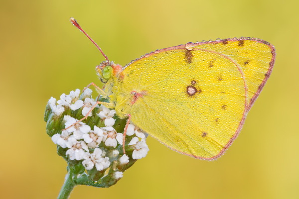 Weißklee-Gelbling  oder auch Goldene Acht, colias cf. hyale