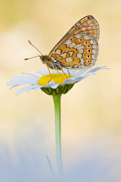 Goldener Scheckenfalter, Euphydryas aurinia