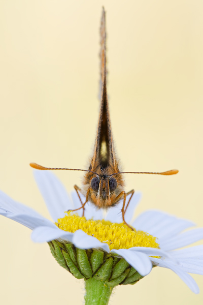 Goldener Scheckenfalter, Euphydryas aurinia