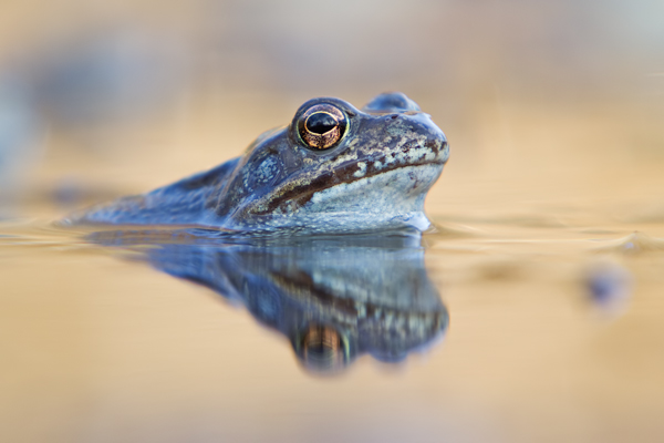 Grasfrosch, Rana temporaria