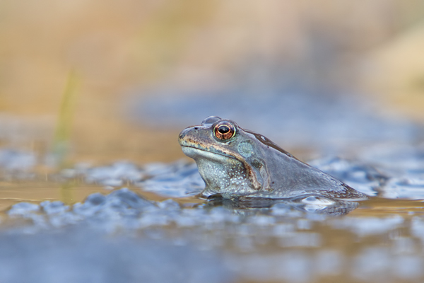 Grasfrosch, Rana temporaria
