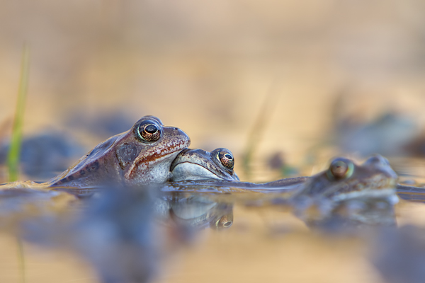 Grasfrosch, Rana temporaria