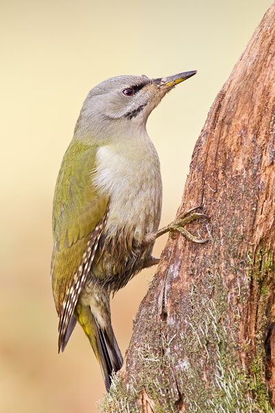 Grauspecht, Picus canus