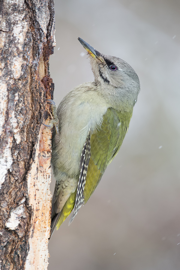 Grauspecht, Picus canus