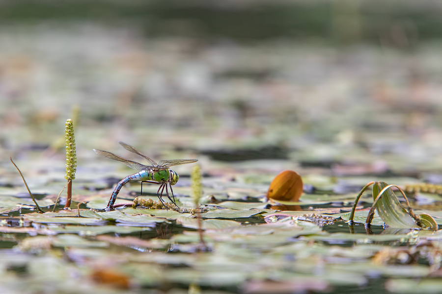 Große Königslibelle, Anax imperator