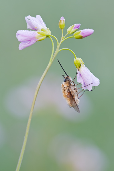 Großer Wollschweber, Bombylius major