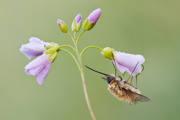 Großer Wollschweber, Bombylius major