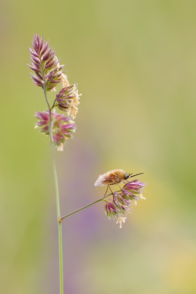 Großer Wollschweber, Bombylius major