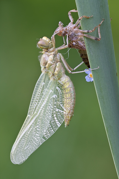 Großer Blaupfeil, Orthetrum cancellatum