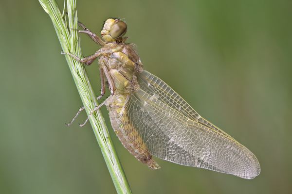 Großer Blaupfeil, Orthetrum cancellatum