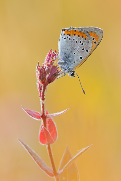 Großer Feuerfalter, Lycaena dispar