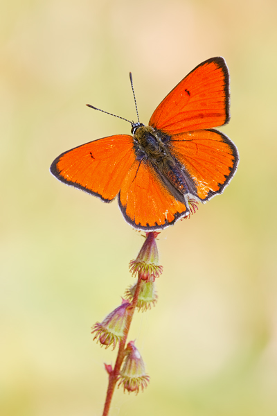 Großer Feuerfalter, Lycaena dispar