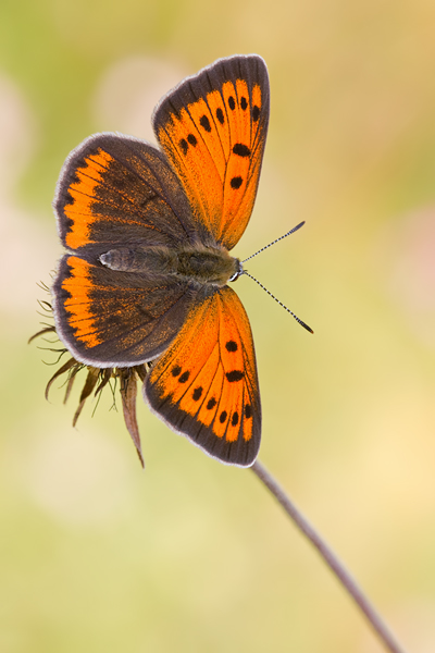 Großer Feuerfalter, Lycaena dispar