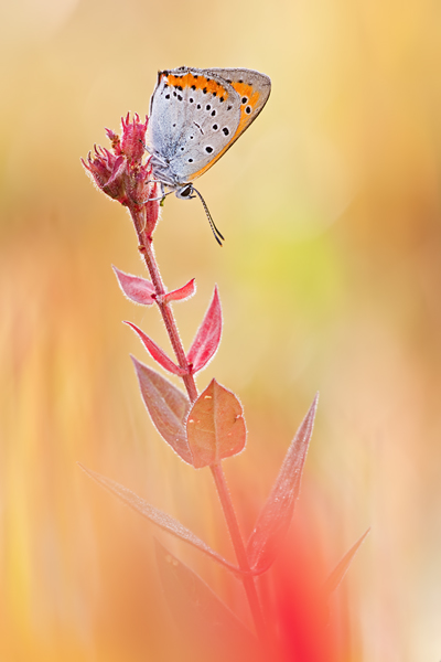 Großer Feuerfalter, Lycaena dispar