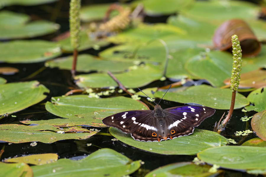 Großer Schillerfalter , Apatura iris