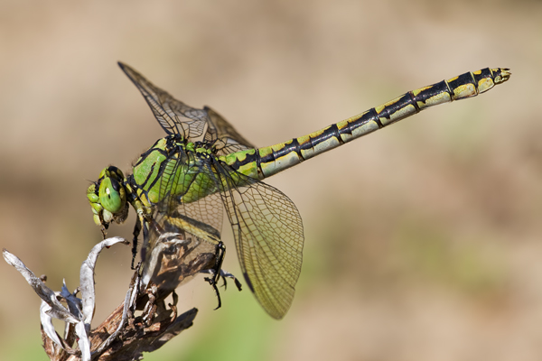 Grüne Flussjungfer, Ophiogomphus cecilia