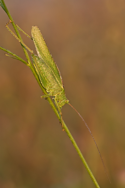 Grünes Heupferd, Tettigonia viridissima