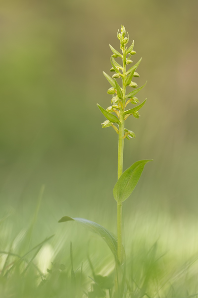 Grüne Hohlzunge, Coeloglossum viride