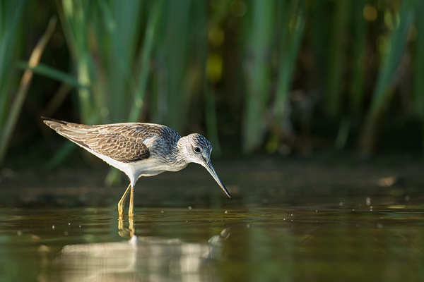 Grünschenkel, Tringa nebularia