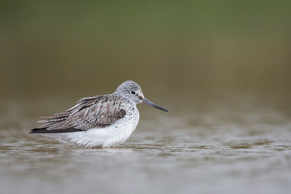 Grünschenkel, Tringa nebularia