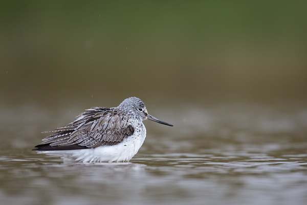 Grünschenkel, Tringa nebularia