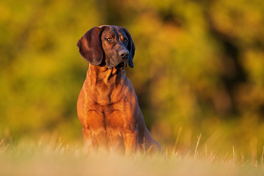 Hannoverscher Schweißhund, Schweißhund