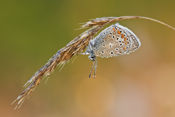 Hauhechelbläuling, Polyommatus icarus