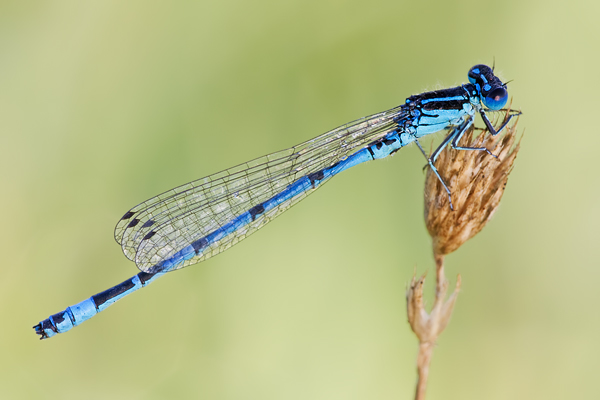 Helm-Azurjungfer, Coenagrion mercuriale