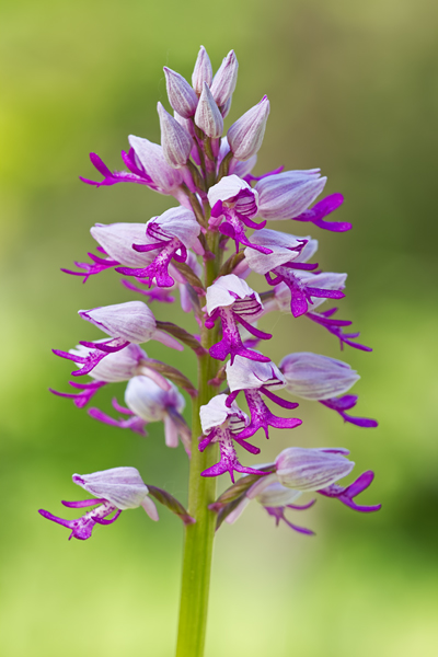 Helm-Knabenkraut, Orchis militaris