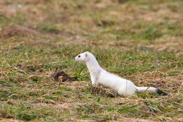Hermelin, Mustela erminea