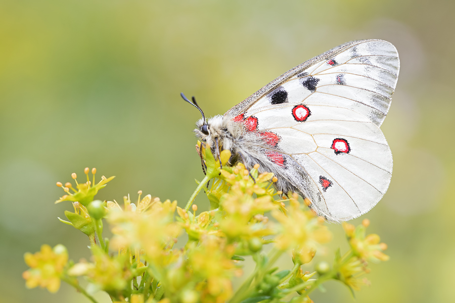 Hochalpen-Apollo, Parnassius phoebus