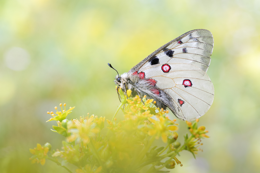 Hochalpen-Apollo, Parnassius phoebus