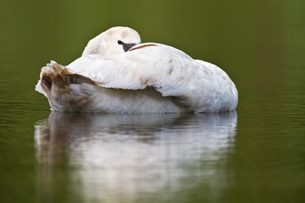 Höckerschwan, Cygnus olor